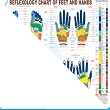 ACS Reflexology Chart - English  20  - 359 