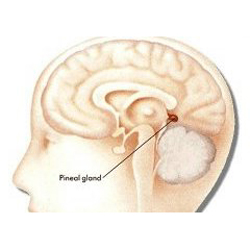 Pineal Gland  -  